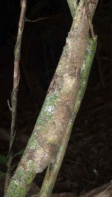 Gecko