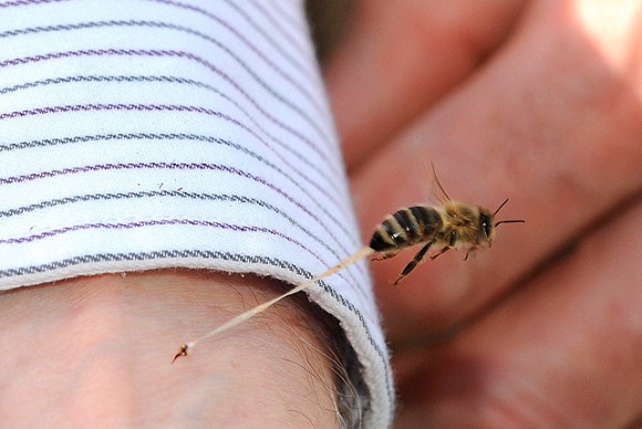 abeja picando