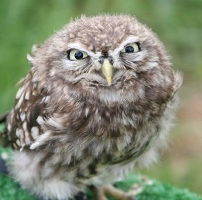 angry bird