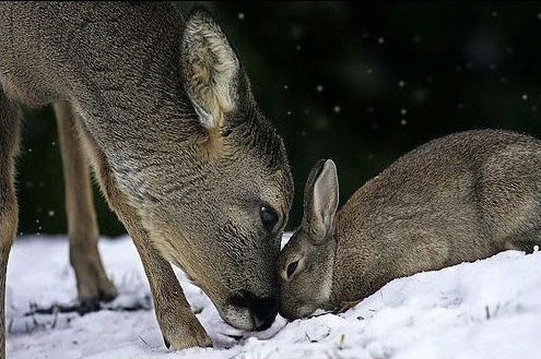bambi y tambor reales