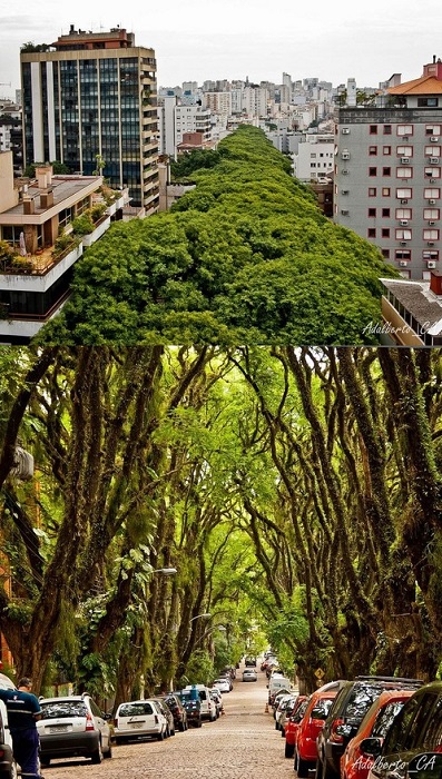 calle arbolada