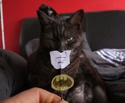 catman