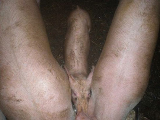 marranos