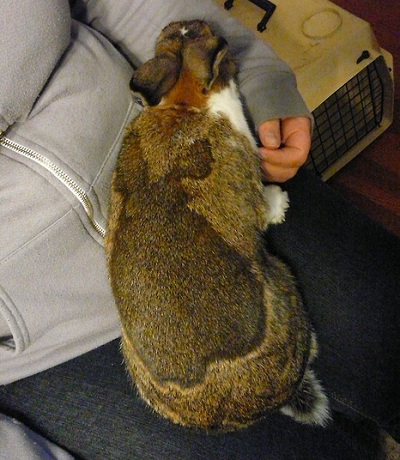 dos conejos