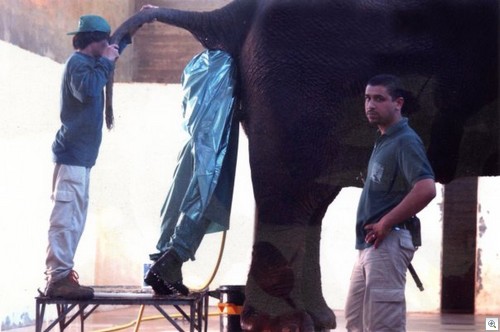 elefante