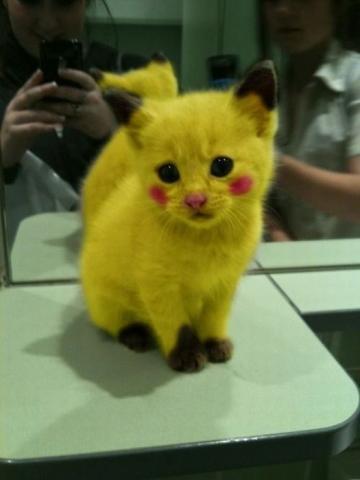 gato pikachu
