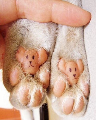 patas de gato