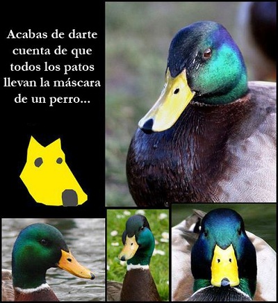picos_patos