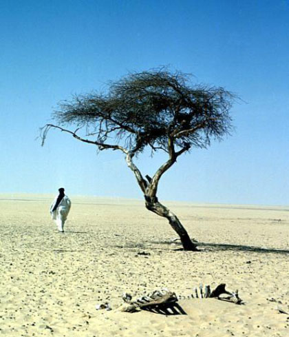 arbol de tenere