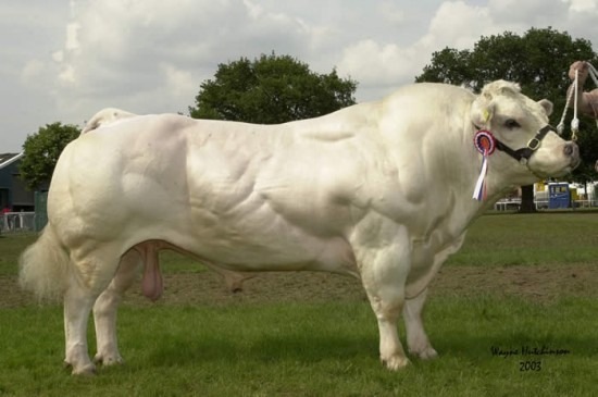 vacas gigantes