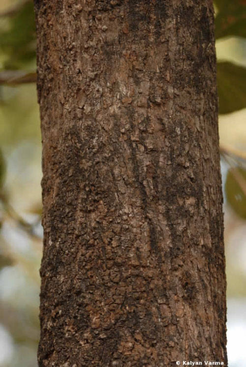 lagartija
